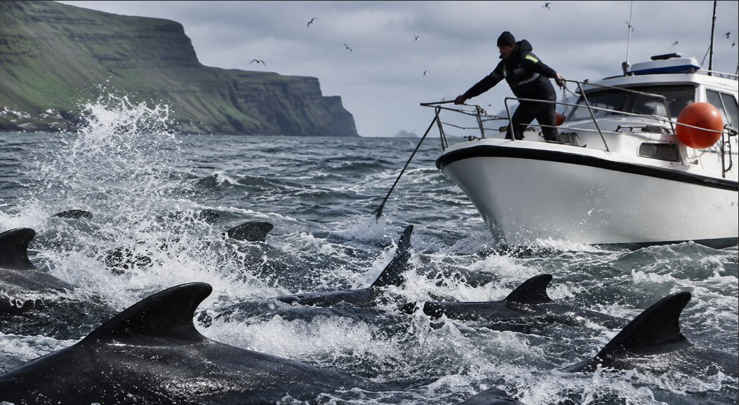 Más de 700 ballenas y delfines fueron sacrificados en un solo día en las Islas Feroe y el hecho genera indignación mundial