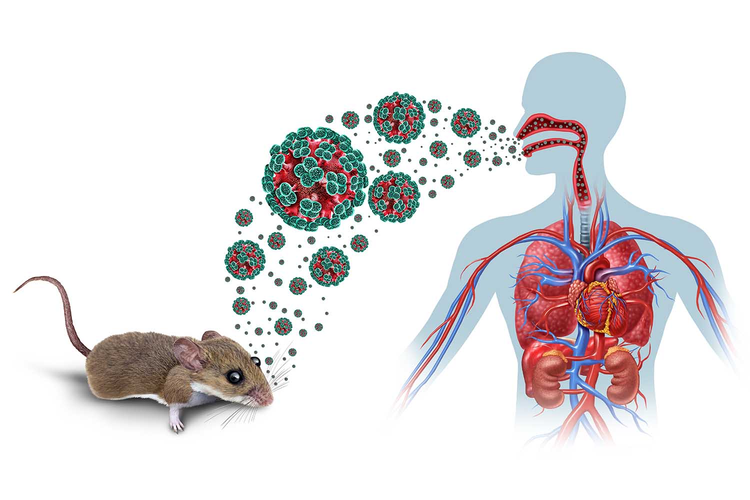 ¿El hantavirus se transmite entre personas? Esto es lo que se sabe del brote actual